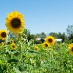 Sunflowers